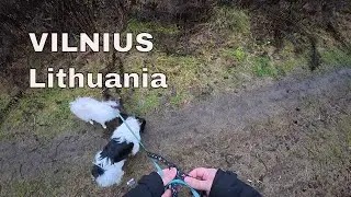 Walking Dogs in the Rain – Pure Joy! (Papillon & Phalene)