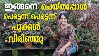 ഇങ്ങനെ ചെയ്താൽ പെട്ടെന്ന് പൂക്കൾ വരും 👌