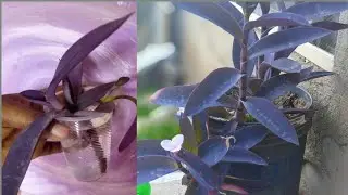 HOW TO PROPAGATE PURPLE HEART PLANT IN WATER|GROWING PURPLE HEART/WANDERING JEW IN WATER