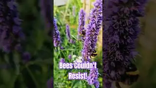 planted this and the pollinators went crazy