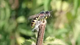 Philanthus triangulum ? - se nettoyant / cleaning itself - 2024-07-30 (P7300211)