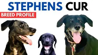Stephens Stock Dog Breed Profile History - Price - Traits - Stephens Cur Grooming Needs - Lifespan