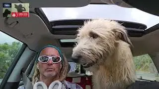 We will survive. #startrek #bipolar #dog #mentalhealth #pets #roadtrip.
