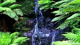 Cyathea Falls in Tarra Bulga National Park, Victoria, Australia