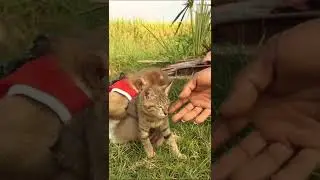 Cat and monkey love #shorts