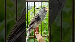 Canary singing #canary #canaryislands #canarysinging #canarytraining #kanarya #birds #birdtraining