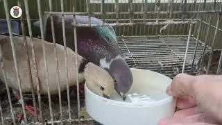 Manfaat Garam untuk Jodohan Burung Merpati dan Puter