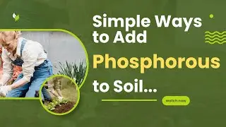Simple ways to Add Phosphorus to Soil. #gardeningtips #homemadefertilizer