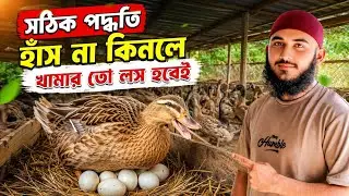নতুন খামারীর জন্য সেরা সিদ্ধান্ত: বাচ্চা, বড় হাঁস না ডিম কোনটা আপনার জন্য ভালো? | Duck Farming Guide