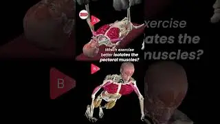 Which exercise better isolates the pectoral muscle?