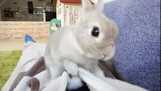 仮眠中に目を覚ますと馬乗りになったうさぎさんが上着のファスナーを下ろしてた