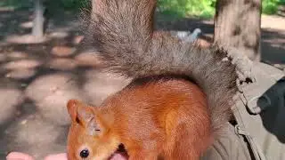 Пир огненной белки / Fire Squirrel Feast#squirrel 