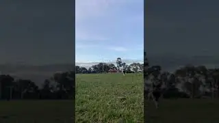 Big stick little dog