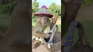 Best Video ! SokYaa Wearing Beautiful Hat As Original Farmers #shorts