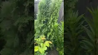 We planted the new privacy trees in the back yard. New addition to the garden