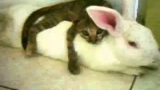 Animal Frienship, Best Friend - Bunny Rabbit and Cat Can Live Together In Peace!
