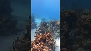 Snorkeling 7 mile beach at Cemetery Reef in Grand Cayman. #ocean #caymanislands #nature #snorkeling
