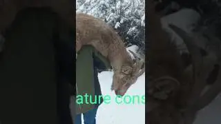 broken ibex leg rescue from the mountain #ibex #france #wildlife #rescue