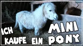 Ich kaufe ein Mini Pony ✮ Nehme dich mit zur Mini Shetty Züchterin ♥