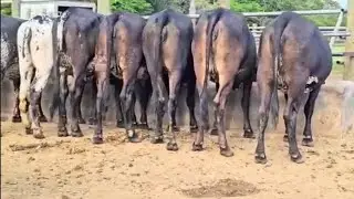 venta de ganado pura genética en Honduras