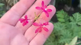 Desejando um ano de paz 