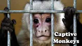 I feel sorry for the captive monkeys #zoo #monkey