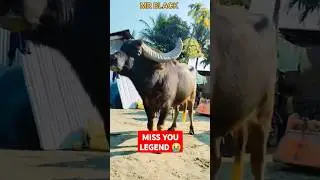 MISS YOU LEGEND 😔 😢  #cow #bufflo #wildlife #wildanimals #wildlifephotography #memories #mrblack