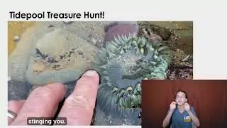 Life Between the Tides: American Sign Language Tidepool Tour at Cabrillo National Monument