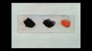 How to Do a Gram Stain: Differentiate Gram-positive and Gram-negative Bacteria