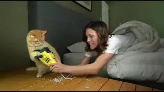 Best Moments of Sora 2 Cats 😹 | Funny AI Cat Video Compilation
