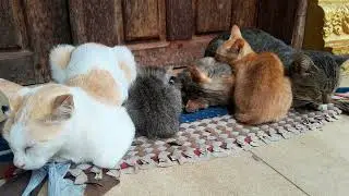Very cool today the family cats living together the little kittens need warm