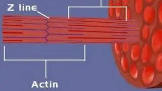 Muscular System, Sliding Filament Theory (1)