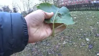 В ПЕТЕРБУРГЕ 16 НОЯБРЯ ТЕПЛО  +10 С!  ТАК НА КАКОЙ ЖЕ УЛИЦЕ ЖИЛ НА САМОМ ДЕЛЕ ЧЕЛОВЕК РАССЕЯННЫЙ? ))