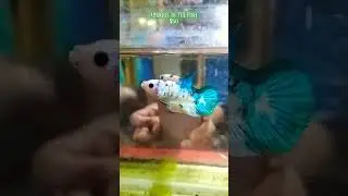 #ikanhias #cupang #bettafish #bettafishworld #fyp #viral 081336442832 (WA)