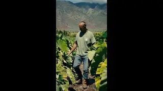 Stories from Maui: Farming Resilience at Hawai'i Taro Farm