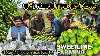 Most Profitable Business For Farmers | Sweet Lime Farming In Pakistan | Discover Pakistan