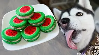 Watermelon Macarons For Dogs | DIY Dog Treats