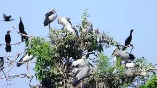 Documentary Of Unlock The Mystery Avian Sanctuary's Tree Visitors EP162