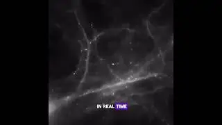 Watch Memories Form in Real-Time: Groundbreaking Brain Research in Mice