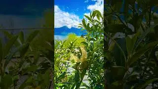 🇨🇭 Spring's Delicate Beauty: Blooming Plants, Lake Geneva & Alpine Backdrop #shorts #lakegeneva