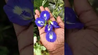 Sangu Pushpam Tea