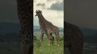 Discover Arusha National Park: Tanzania's Hidden Gem