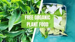 FREE Plant Food | How to Make Comfrey Tea | Free Fertilizer | How to Make Liquid Fertilizer