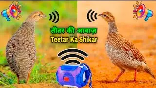 Desi teetar ka Shikar ki awaaz Shikari desi teetar ki Shikar Ki Awaaz Shikari teetar Ki Awaaz teetar