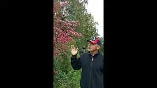 Аралия маньчжурская  Aralia mandsh&uacute;rica на Южном Урале