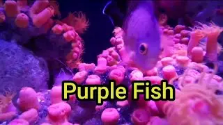 Purple Fish #Fish #fishing #fishingvideo #@Savijadhav004 