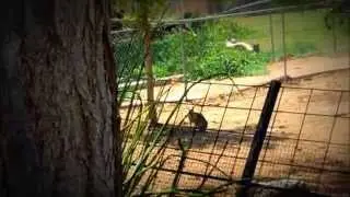 da SisBits♀♀ ☺Fun☺@☼Phx Zoo☼ #12