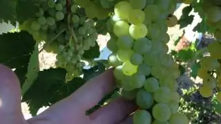 КАК УЗНАТЬ, КОГДА ЗЕЛЕНЫЙ ВИНОГРАД СОЗРЕЛ