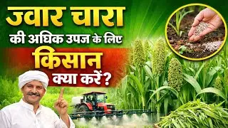 ज्वार चारा फसल उत्पादन की सम्पूर्ण जानकारी I Sorghum fodder cultivation techniques