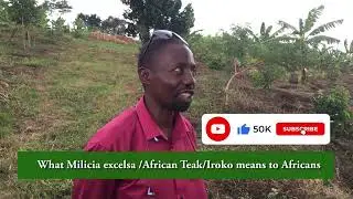 Besides good timber, The African Teak has numerous undiscovered benefits